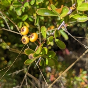 Pyracantha fortuneana at Watson, ACT - 14 Apr 2022 11:30 AM