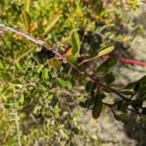 Pyracantha fortuneana at Watson, ACT - 14 Apr 2022 11:30 AM