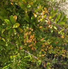 Pyracantha fortuneana at Watson, ACT - 14 Apr 2022 11:30 AM