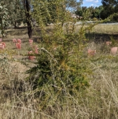 Pyracantha fortuneana at Watson, ACT - 14 Apr 2022