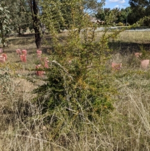 Pyracantha fortuneana at Watson, ACT - 14 Apr 2022