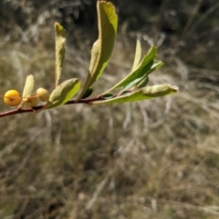 Pyracantha fortuneana at Watson, ACT - 14 Apr 2022