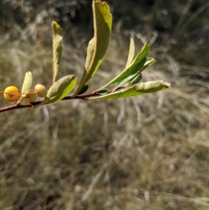 Pyracantha fortuneana at Watson, ACT - 14 Apr 2022 11:30 AM