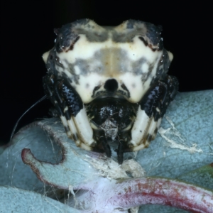 Celaenia excavata at Paddys River, ACT - 11 Apr 2022 03:33 PM