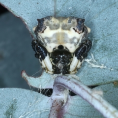 Celaenia excavata at Paddys River, ACT - 11 Apr 2022