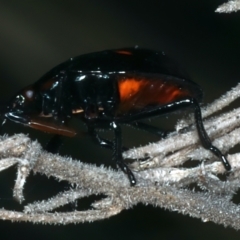 Pentatomoidea (superfamily) at Paddys River, ACT - 11 Apr 2022