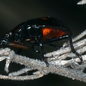 Pentatomoidea (superfamily) at Paddys River, ACT - 11 Apr 2022