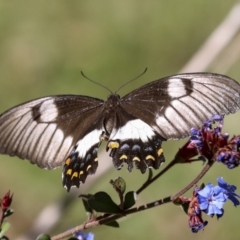 Papilio aegeus (Orchard Swallowtail, Large Citrus Butterfly) at Higgins, ACT - 14 Apr 2022 by AlisonMilton