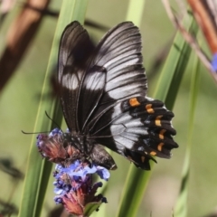 Papilio aegeus at Higgins, ACT - 14 Apr 2022