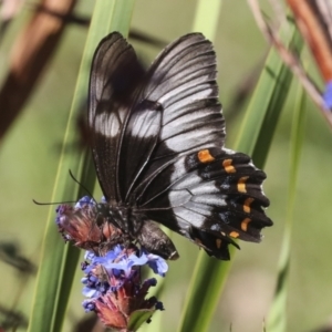 Papilio aegeus at Higgins, ACT - 14 Apr 2022