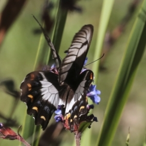 Papilio aegeus at Higgins, ACT - 14 Apr 2022