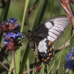 Papilio aegeus at Higgins, ACT - 14 Apr 2022