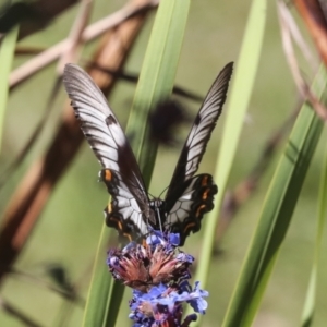 Papilio aegeus at Higgins, ACT - 14 Apr 2022