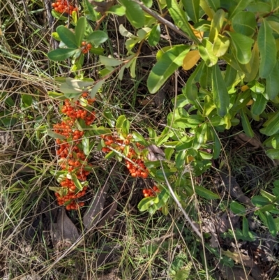 Pyracantha fortuneana (Firethorn) at Watson, ACT - 14 Apr 2022 by abread111