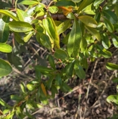 Pyracantha fortuneana at Watson, ACT - 14 Apr 2022