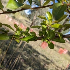 Pyracantha fortuneana at Watson, ACT - 14 Apr 2022