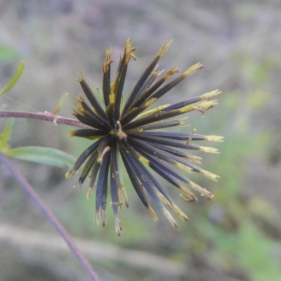 Bidens sp. (Cobbler's Pegs, Farmer's Friend) at Woodstock Nature Reserve - 13 Apr 2022 by AlisonMilton