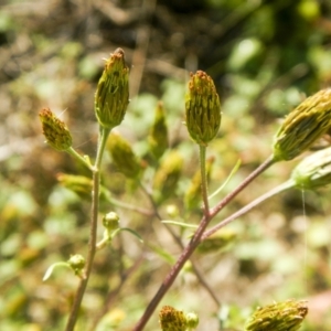 Bidens sp. at Coree, ACT - 13 Apr 2022