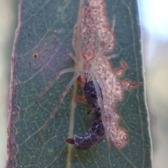 Araneus talipedatus (Slender green orb-weaver) at Murrumbateman, NSW - 14 Apr 2022 by SimoneC