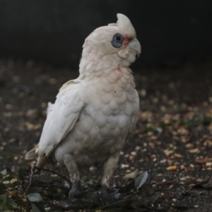 Cacatua sanguinea at Higgins, ACT - 8 Apr 2022