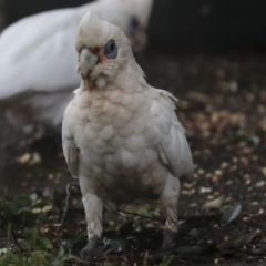 Cacatua sanguinea at Higgins, ACT - 8 Apr 2022