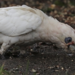 Cacatua sanguinea at Higgins, ACT - 8 Apr 2022