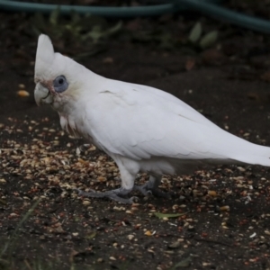 Cacatua sanguinea at Higgins, ACT - 8 Apr 2022