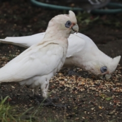 Cacatua sanguinea at Higgins, ACT - 8 Apr 2022