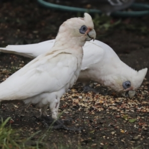 Cacatua sanguinea at Higgins, ACT - 8 Apr 2022 11:11 AM