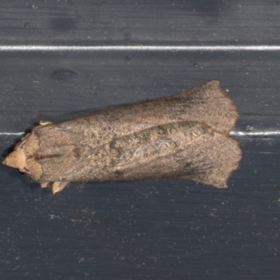 Fisera eribola (Orange-hooded Crest-moth) at Higgins, ACT - 1 Apr 2022 by AlisonMilton