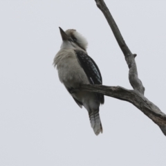 Dacelo novaeguineae (Laughing Kookaburra) at Stromlo, ACT - 1 Apr 2022 by AlisonMilton