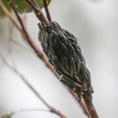 Perginae sp. (subfamily) (Unidentified pergine sawfly) at Stromlo, ACT - 2 Apr 2022 by AlisonMilton