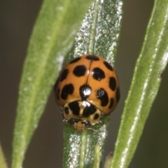 Harmonia conformis (Common Spotted Ladybird) at Coree, ACT - 10 Apr 2022 by AlisonMilton