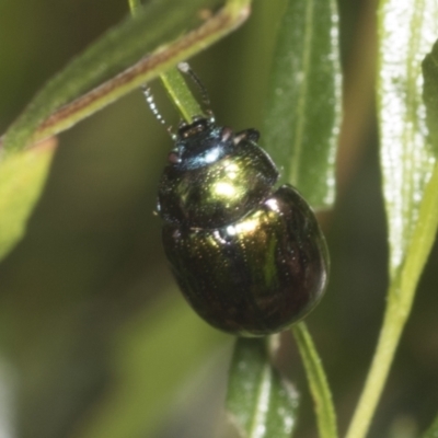 Callidemum hypochalceum (Hop-bush leaf beetle) at Coree, ACT - 10 Apr 2022 by AlisonMilton