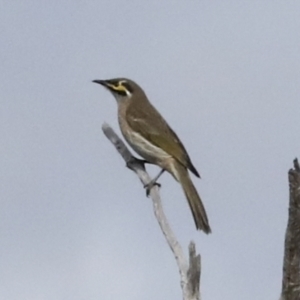 Caligavis chrysops at Coree, ACT - 10 Apr 2022