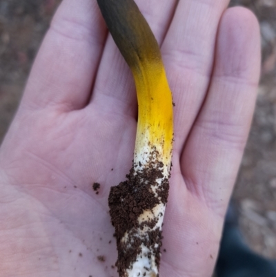 Drechmeria gunnii (Dark Vegetable Caterpillar) at Namadgi National Park - 14 Apr 2022 by rangerstacey