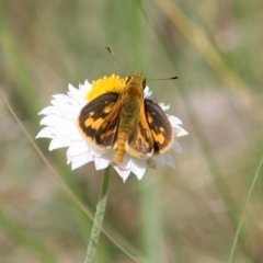 Ocybadistes walkeri (Green Grass-dart) at QPRC LGA - 26 Mar 2022 by Milobear