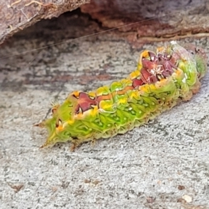 Doratifera pinguis at Macgregor, ACT - 15 Apr 2022