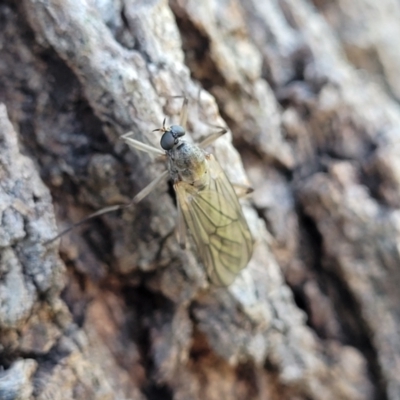 Stratiomyidae (family) (Soldier fly) at Latham, ACT - 15 Apr 2022 by trevorpreston