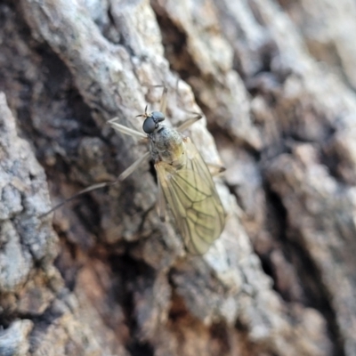 Stratiomyidae (family) (Soldier fly) at Latham, ACT - 14 Apr 2022 by trevorpreston