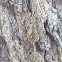 Stratiomyidae (family) at Latham, ACT - 15 Apr 2022