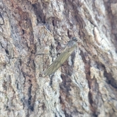 Stratiomyidae (family) at Latham, ACT - 15 Apr 2022