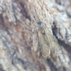 Stratiomyidae (family) at Latham, ACT - 15 Apr 2022