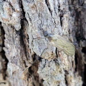 Stratiomyidae (family) at Latham, ACT - 15 Apr 2022