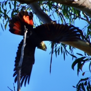 Calyptorhynchus lathami lathami at Moruya, NSW - 15 Apr 2022