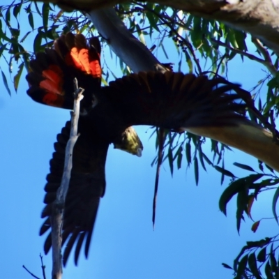 Calyptorhynchus lathami (Glossy Black-Cockatoo) at Moruya, NSW - 14 Apr 2022 by LisaH