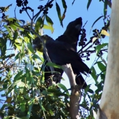 Calyptorhynchus lathami lathami at Moruya, NSW - 15 Apr 2022