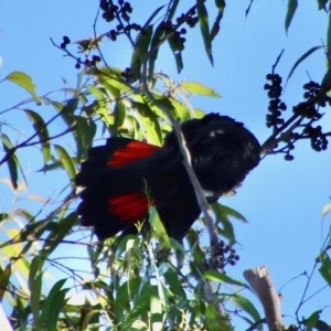 Calyptorhynchus lathami lathami at Moruya, NSW - 15 Apr 2022