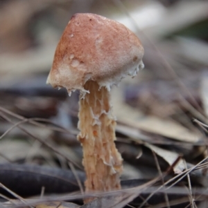 Austroboletus lacunosus at Moruya, NSW - suppressed
