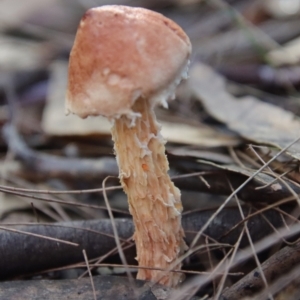 Austroboletus lacunosus at Moruya, NSW - suppressed